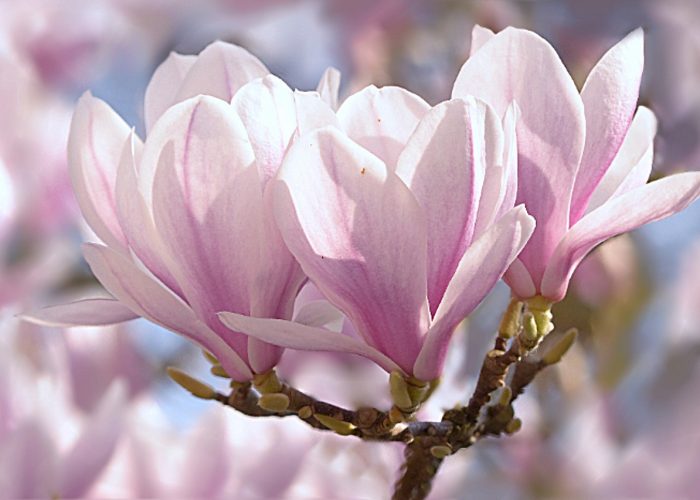 tulip magnolia, magnolia x soulangiana, tree-1325396.jpg